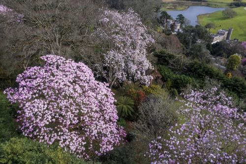 Magnolia garden drone flyovers