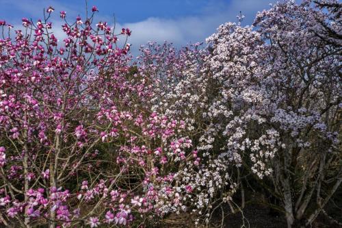 Magnolia garden drone flyovers