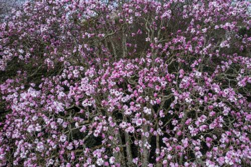 Magnolia Caerhays Belle