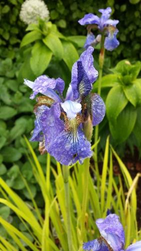 Iris sibirica ‘Fran’s Gold’