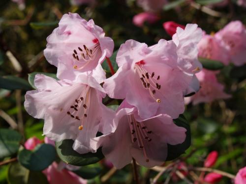 Rhododendron williamsianum callimarphum